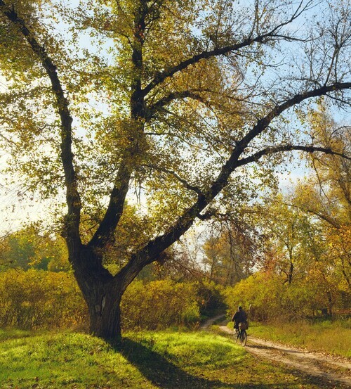 Cyclist riding along a tree-lined path with golden autumn foliage and soft sunlight