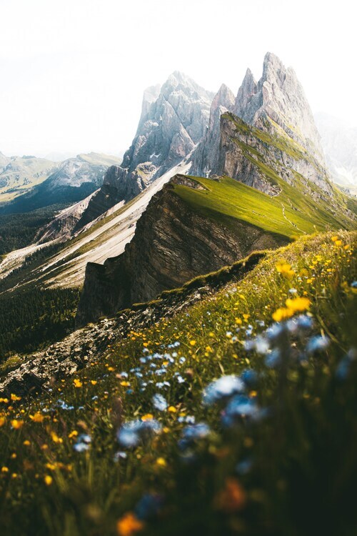 Mountain ridge covered in wildflowers with sharp peaks rising in the background