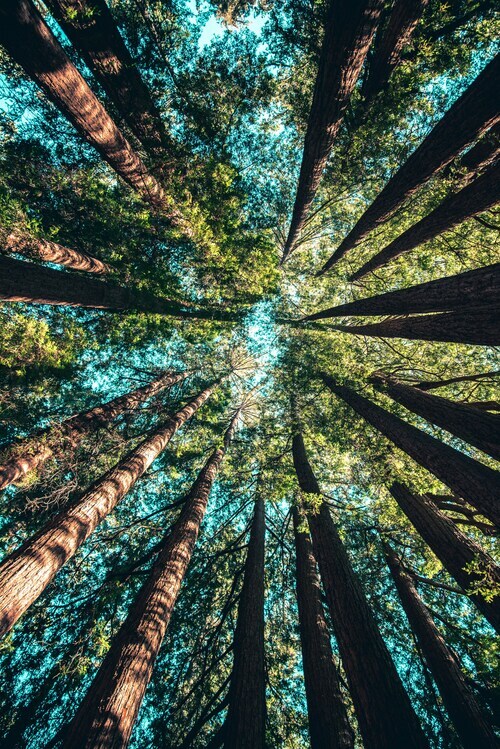 Upward view of tall trees forming a canopy with sunlight filtering through branches