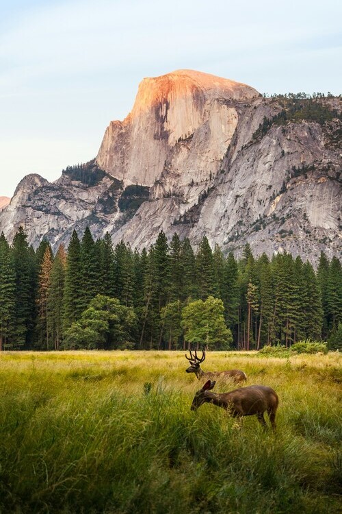 Deer grazing in a meadow with mountain backdrop at sunrise, peaceful nature scene